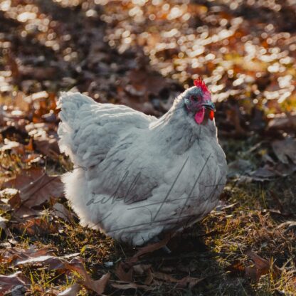 Lavender Orpington Chicken - Image 2