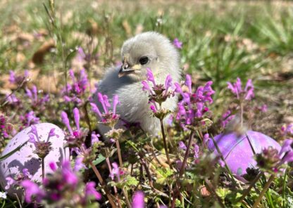 Lavender Orpington Chicken