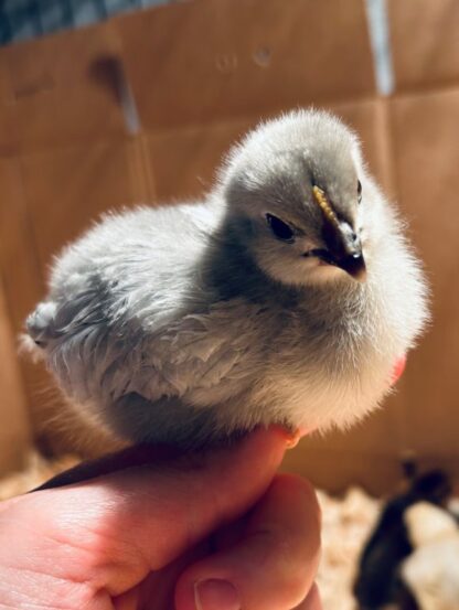 Lavender Orpington Chicken
