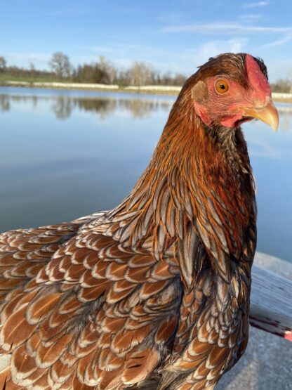 Blue Laced Red Wyandottes