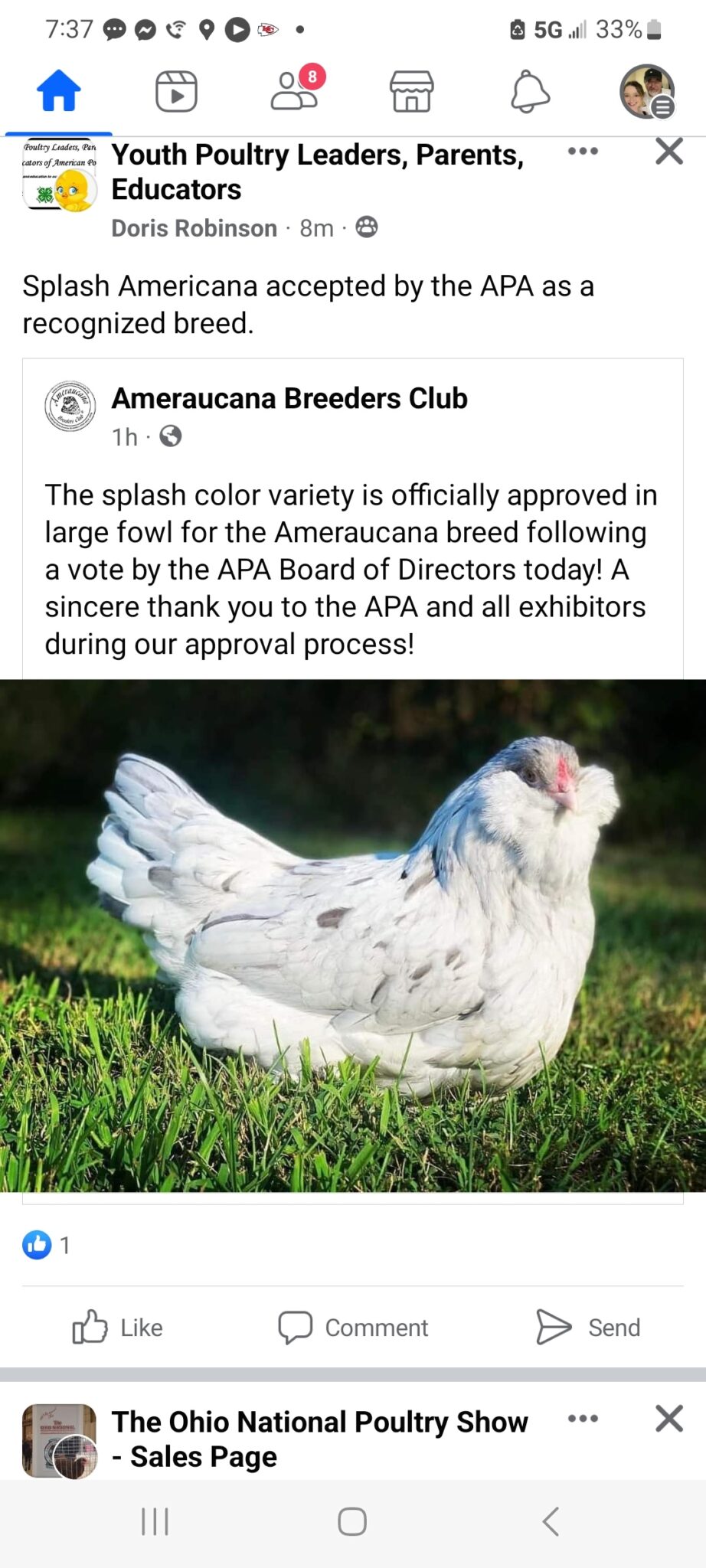 Splash Ameraucana Chicken For Sale Cackle Hatchery®