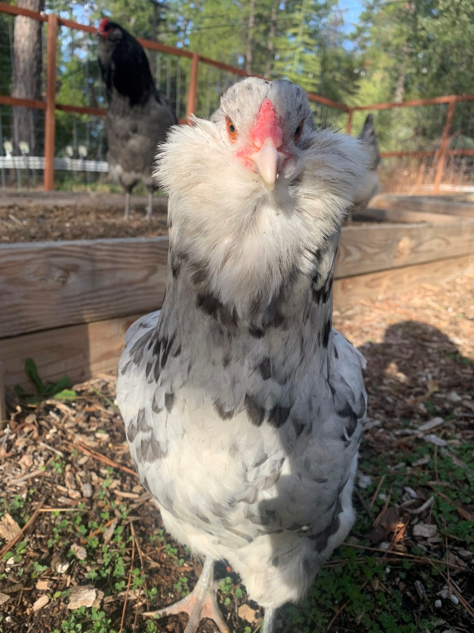 Splash Ameraucana Chicken For Sale Cackle Hatchery®