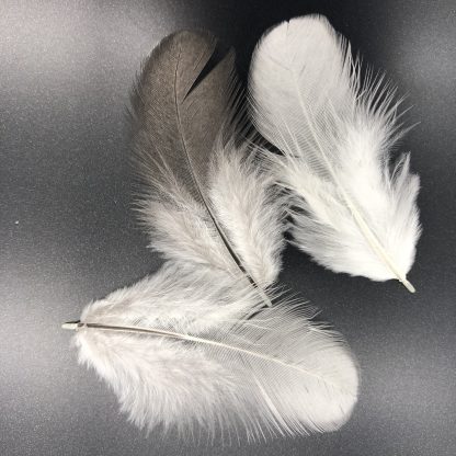 Splash Ameraucana feathers