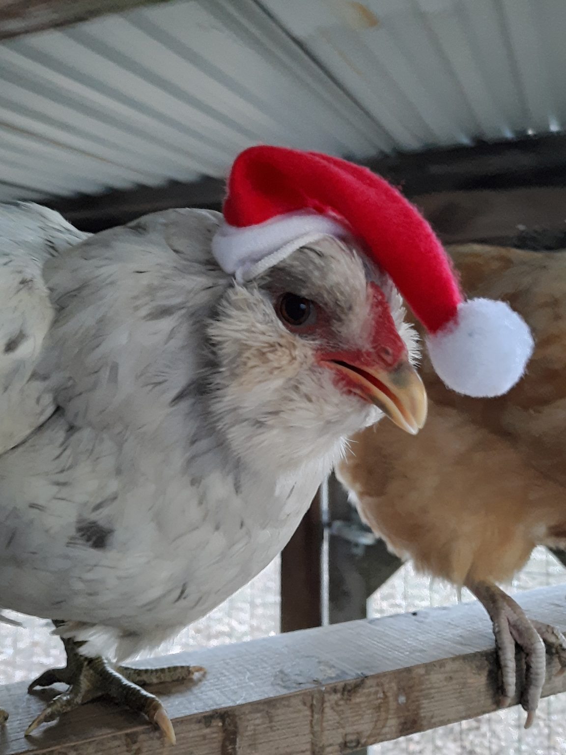 Splash Ameraucana Chicken For Sale Cackle Hatchery®