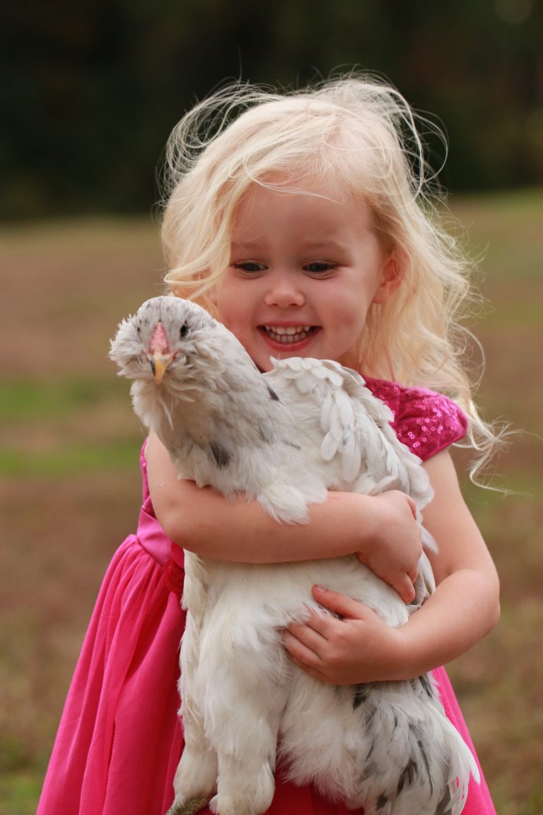 Splash Ameraucana Chicken For Sale Cackle Hatchery®