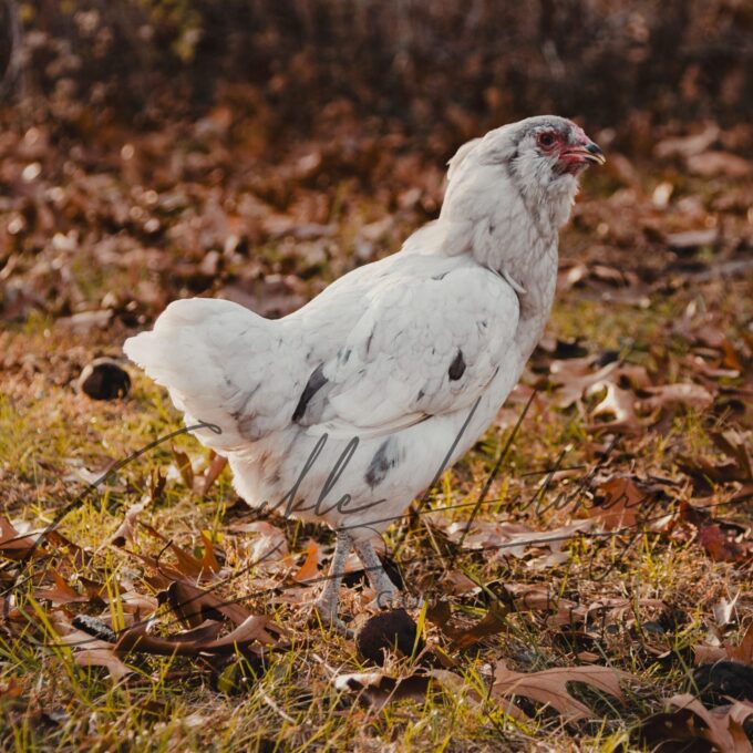Splash Ameraucanas Chicken