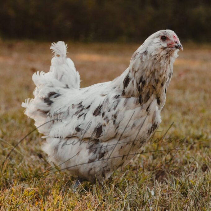 Splash Ameraucana Hen
