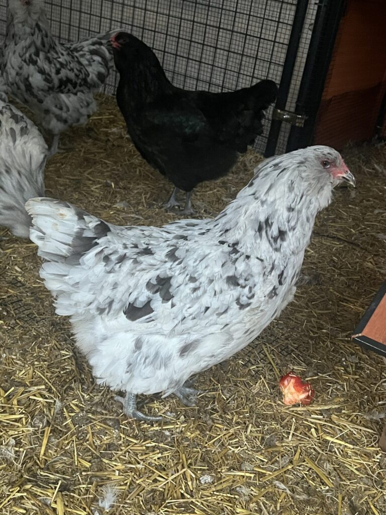 Splash Ameraucanas Chicken