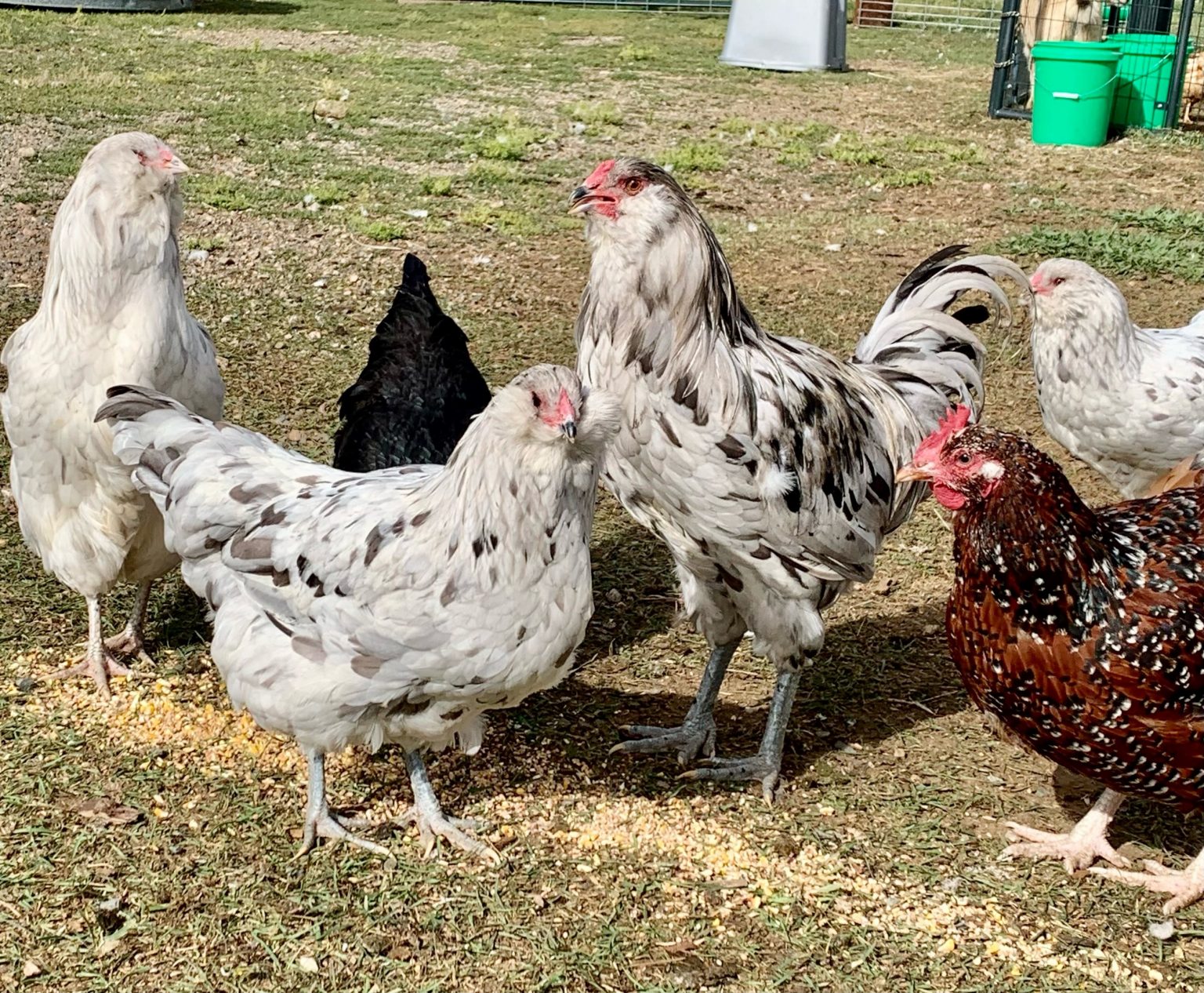 Splash Ameraucana Chicken For Sale Cackle Hatchery®