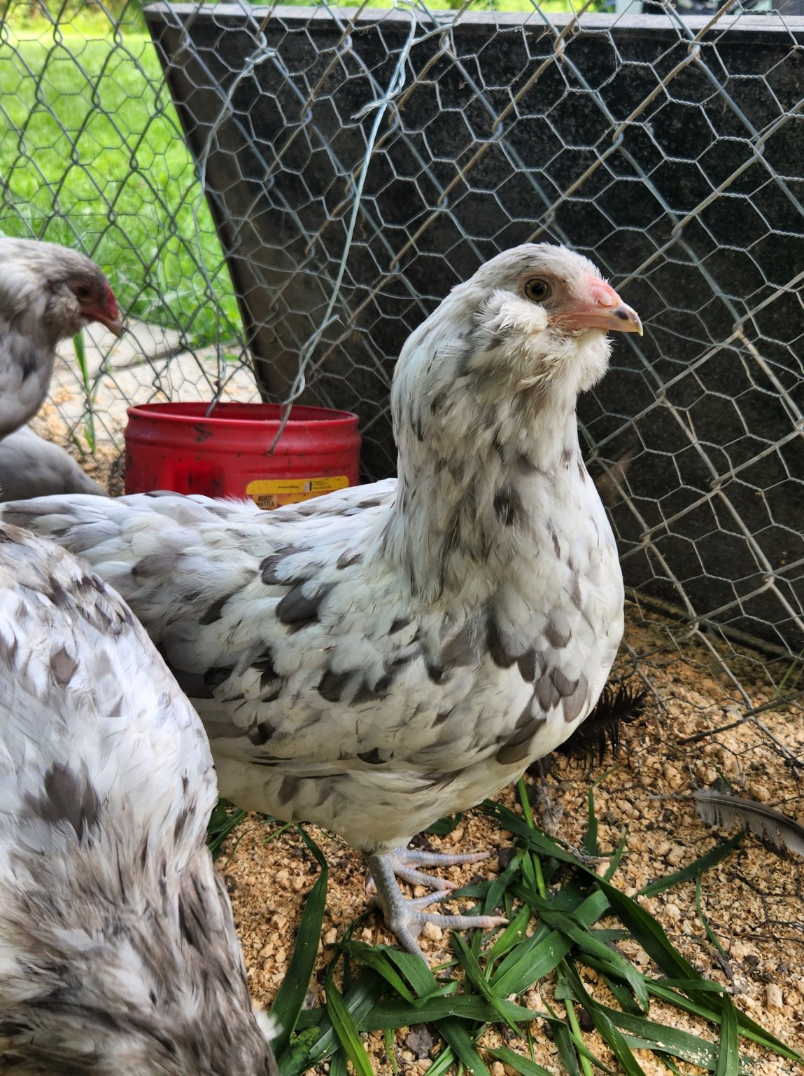 Splash Ameraucana Chicken For Sale Cackle Hatchery®