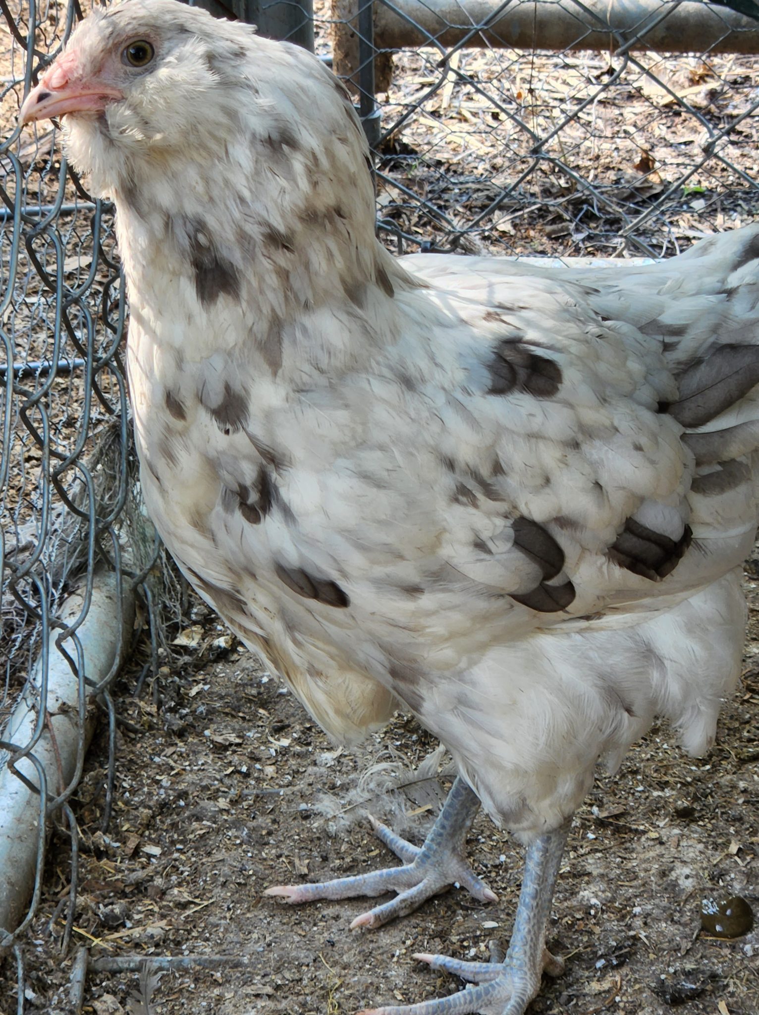 Splash Ameraucana Chicken For Sale Cackle Hatchery®