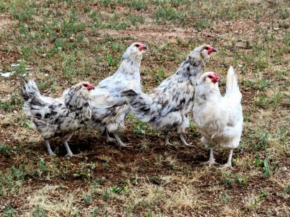 Splash Ameraucanas Chicken - Image 36