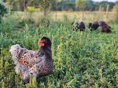 Blue Laced Red Wyandottes