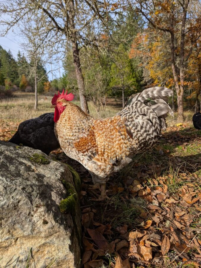 Bielefelder Chicken - Image 7