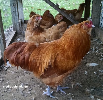 Buff Ameraucana Chicken