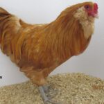 Buff Ameraucana Chicken