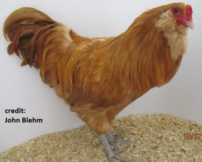 Buff Ameraucana Chicken