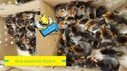 Blue Laced Red Wyandotte Chicks