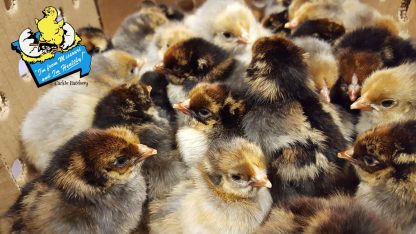 Blue Laced Red Wyandotte Chicks