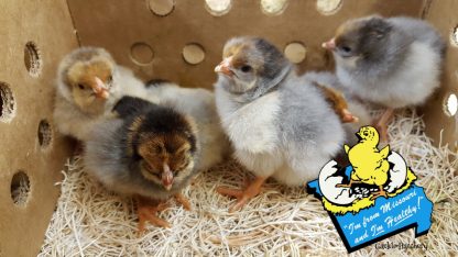 Blue Laced Red Wyandotte Chicks