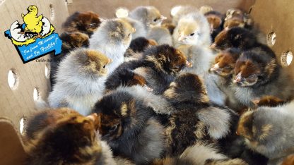 Blue Laced Red Wyandotte Chicks