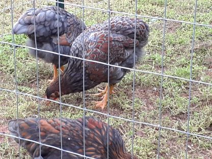 Blue Laced Red Wyandotte