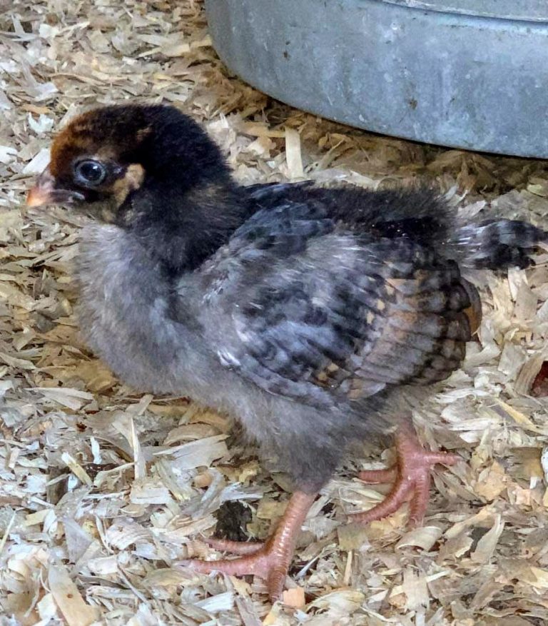 Blue Laced Red Wyandotte