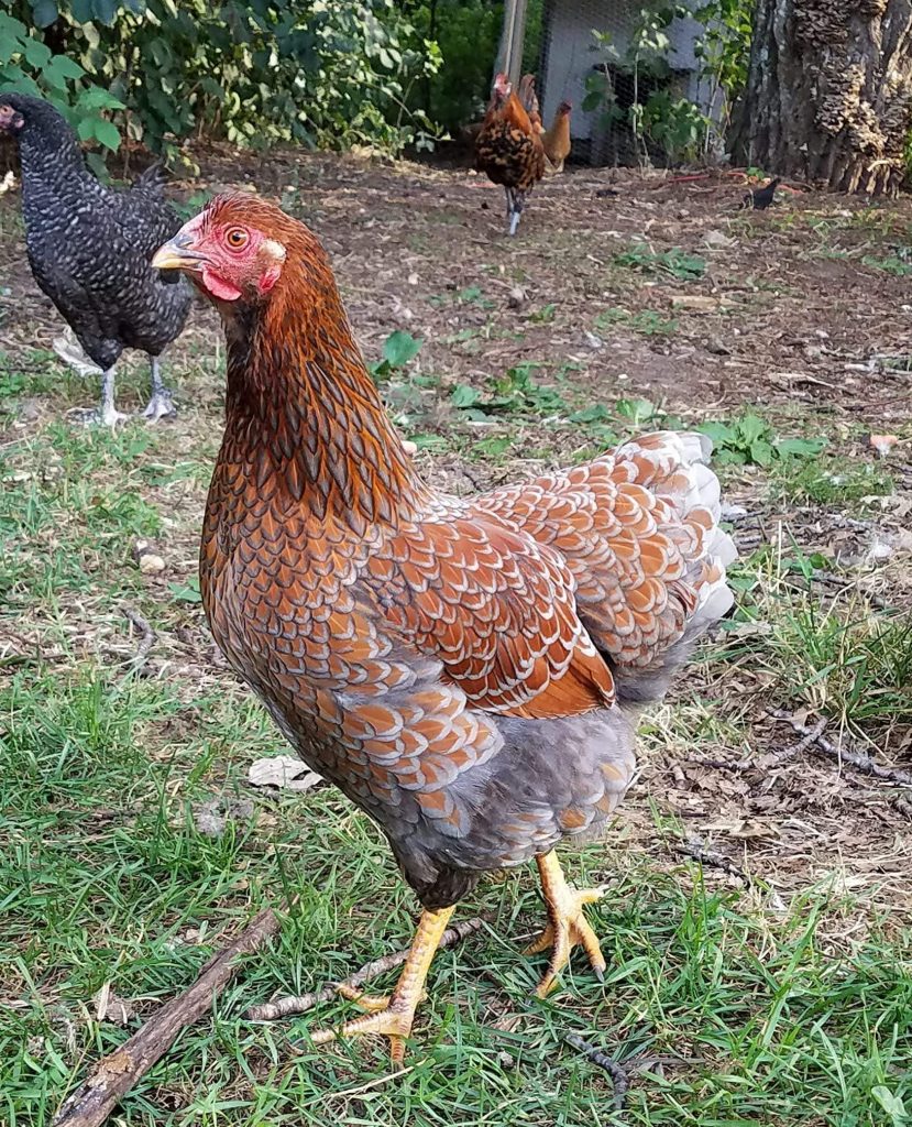 Blue Laced Red Wyandotte Chicken For Sale Cackle Hatchery®