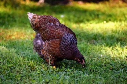 Blue Laced Red Wyandotte