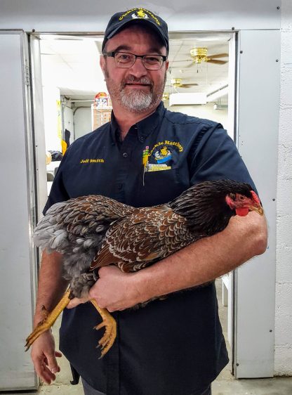 Blue Laced Red Wyandotte