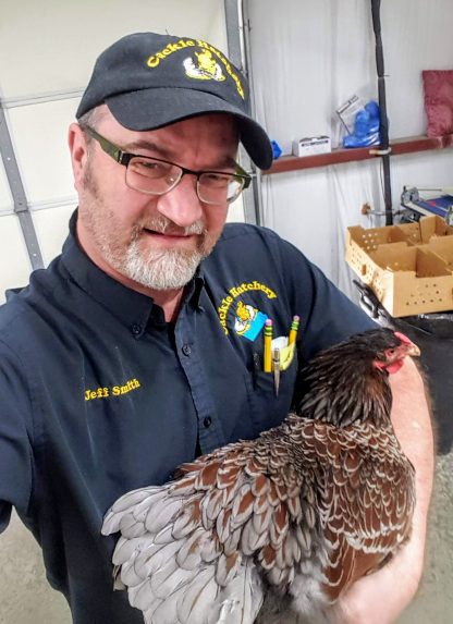 Blue Laced Red Wyandotte