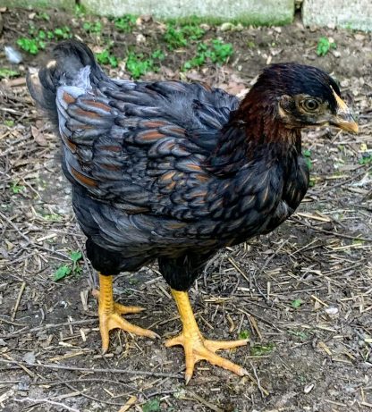 Blue Laced Red Wyandotte