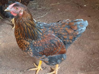 Blue Laced Red Wyandotte