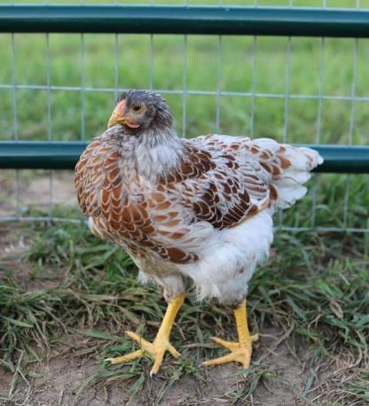 Blue Laced Red Wyandotte