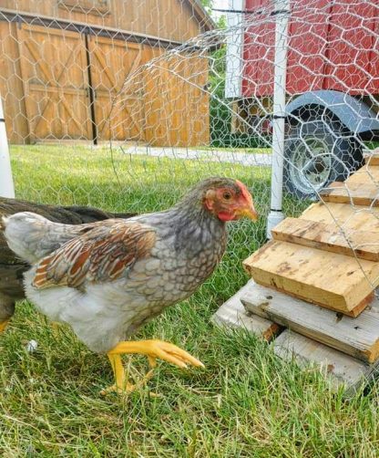 Blue Laced Red Wyandotte