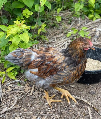 Blue Laced Red Wyandotte