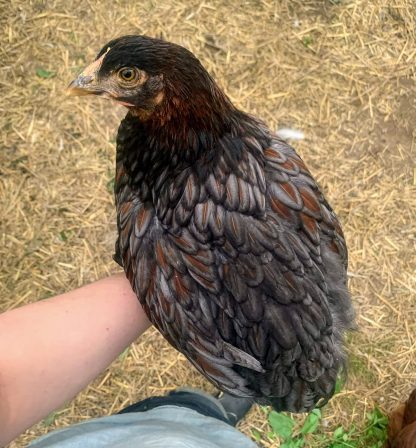 Blue Laced Red Wyandotte