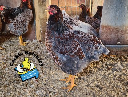 blue laced red wyandottes