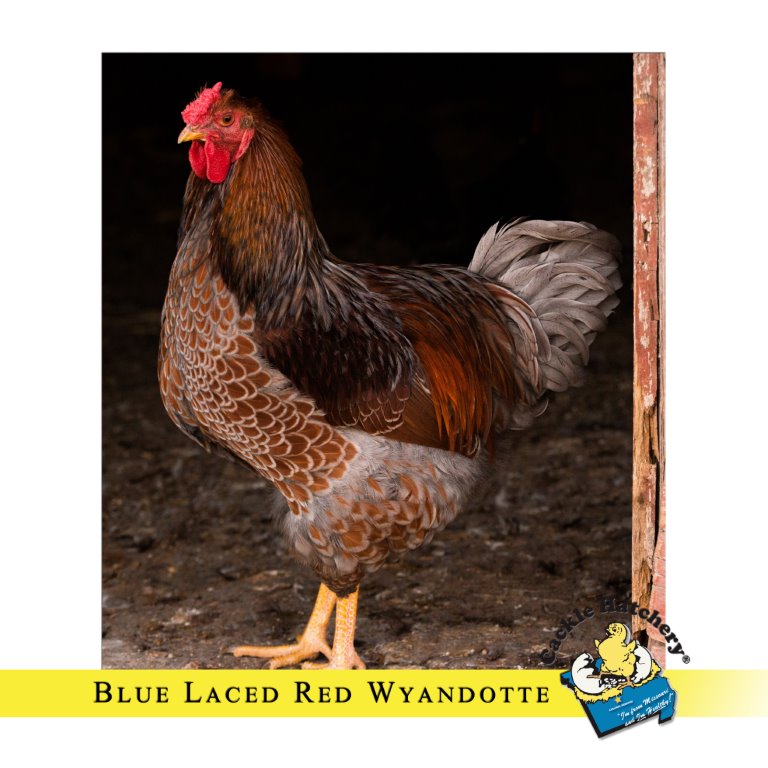 Mentor del Chip Blue Laced Red Wyandotte Chicken For Sale | Cackle Hatchery®