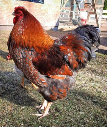 Blue laced red wyandottes