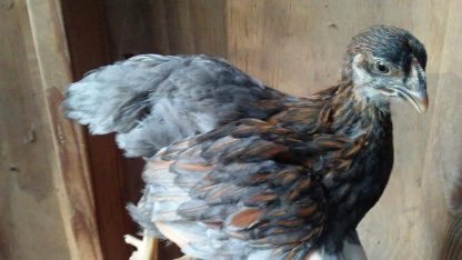 Blue Laced Red Wyandotte Chicks