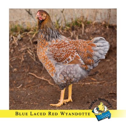 Blue Laced Red Wyandotte Chickens