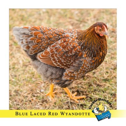 Blue Laced Red Wyandotte Chicken