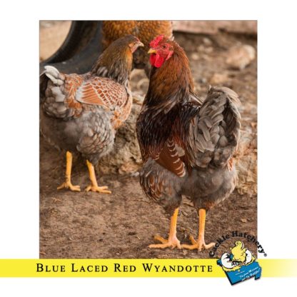 Blue Laced Red Wyandotte Chicken