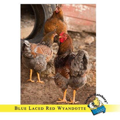 Blue Laced Red Wyandotte Chickens