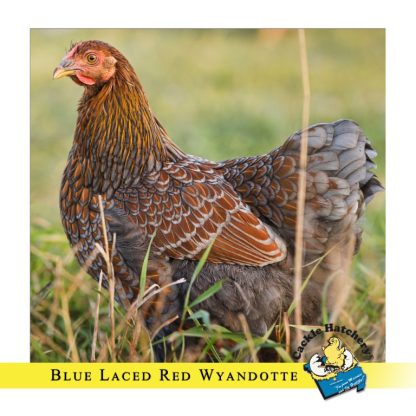 Blue Laced Red Wyandotte Hen