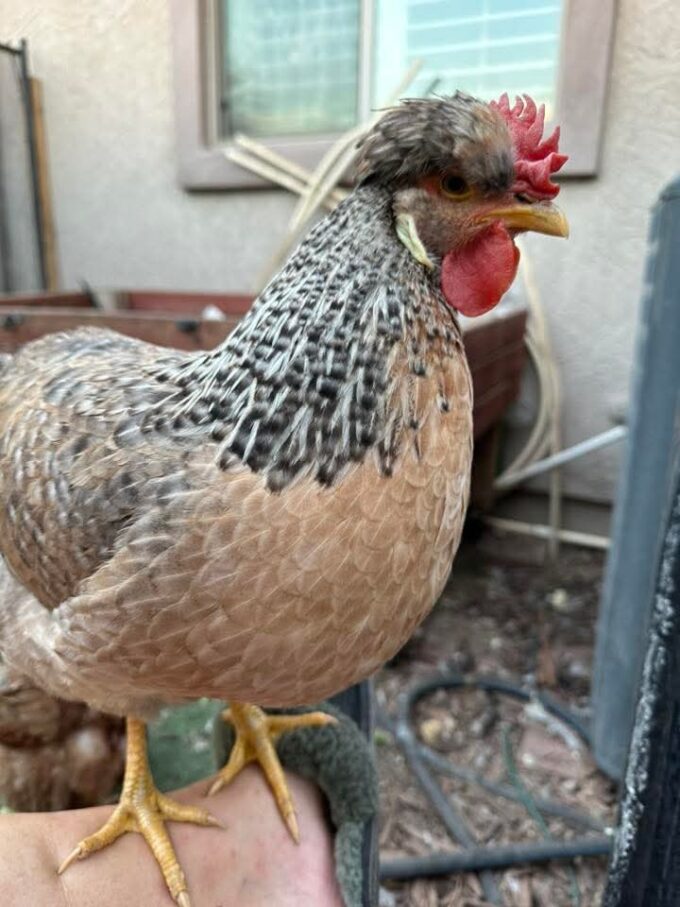 Cream Legbar Chicken - Image 41