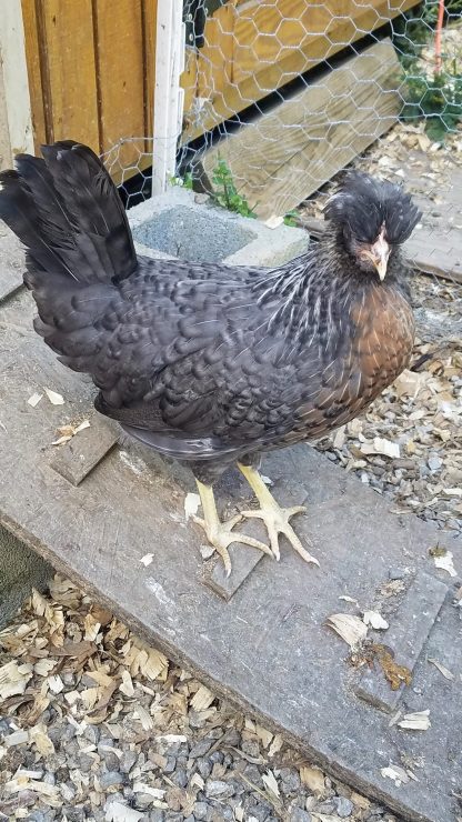 Cream Legbar Chicken Photo by Leon Workman