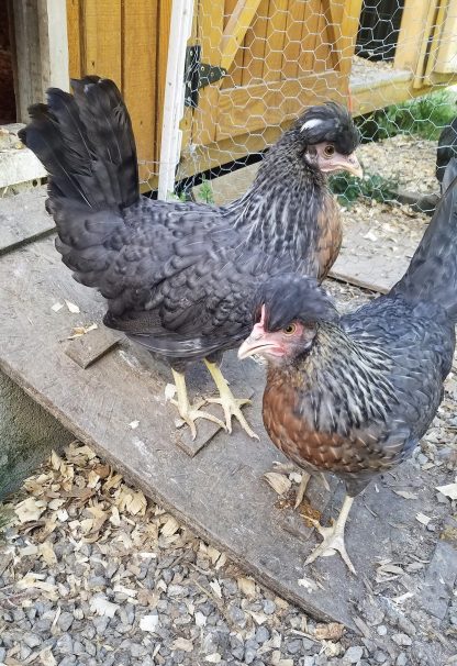 Cream Legbar Chicken Photo by Leon Workman