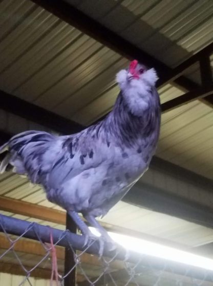 Splash Ameraucana Chickens